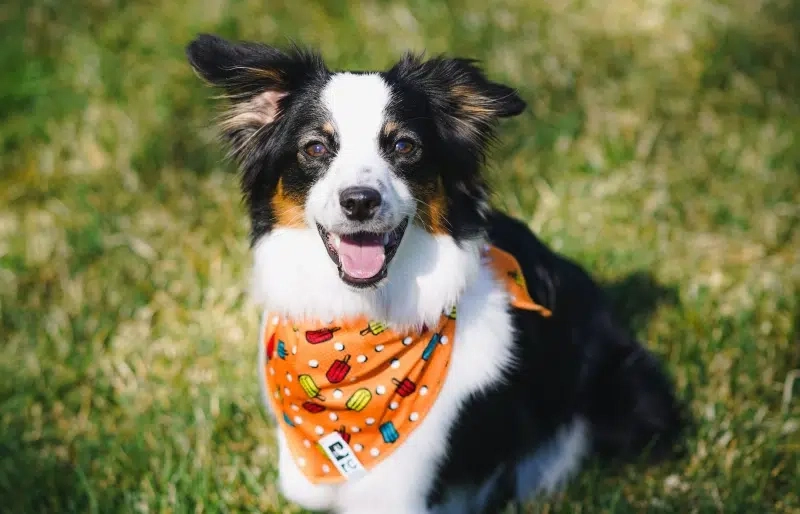 Best Dog Bandanas for Summer