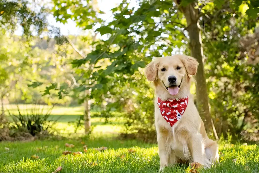 Dog bandanas for summer